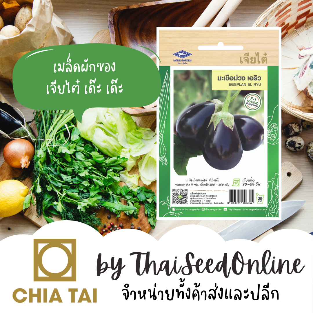 CTF1 เมล็ดพันธุ์ มะเขือม่วง เอริว ตราเจียไต๋ Eggplant El Ryu