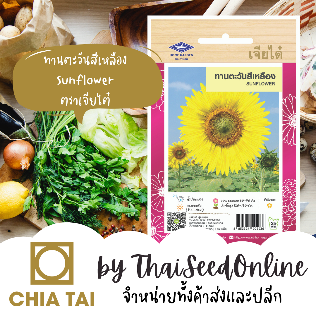 CTFW เมล็ดพันธุ์ ทานตะวันสีเหลือง ตราเจียไต๋ Sunflower เมล็ดดอกไม้