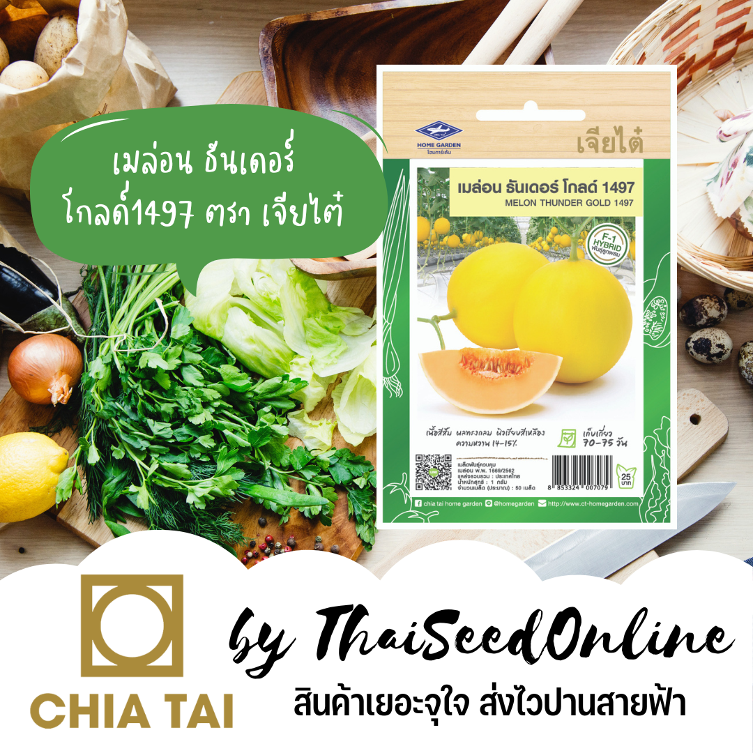 CTF1 เมล็ดพันธุ์ เมล่อน ธันเดอร์โกลด์ 1497 50 เมล็ด ตราเจียไต๋ Melon