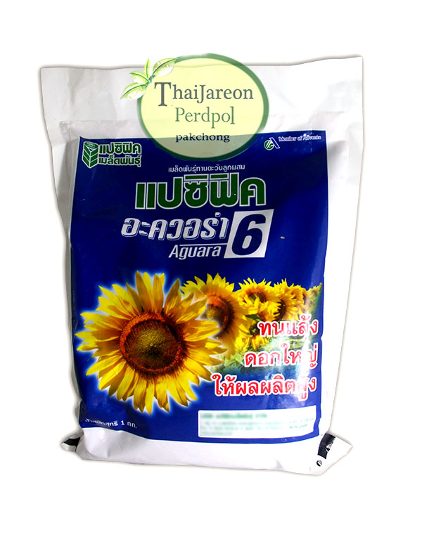 แปซิฟิก อะควอร่า 6 เมล็ดทานตะวันลูกผสม เมล็ดดอกทานตะวัน ไม้ประดับ พันธุ์ฺดอกใหญ่