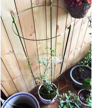 ค้างไม้เลื้อย ไม้กระถาง ลวดล้อมไม้