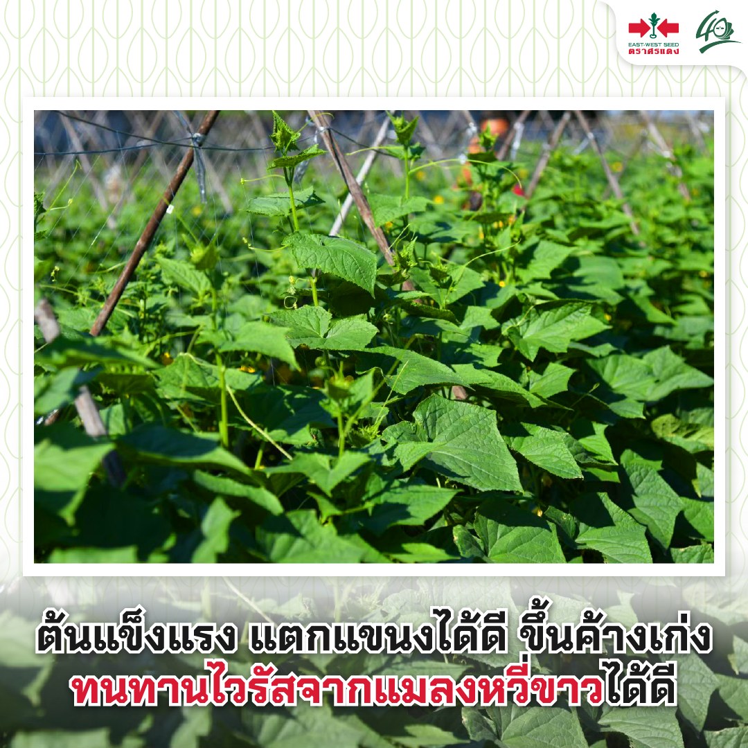 GGEW เมล็ดพันธุ์ ซฟ แตงกวาสปีดแม็ก 70 เมล็ด ตราศรแดง