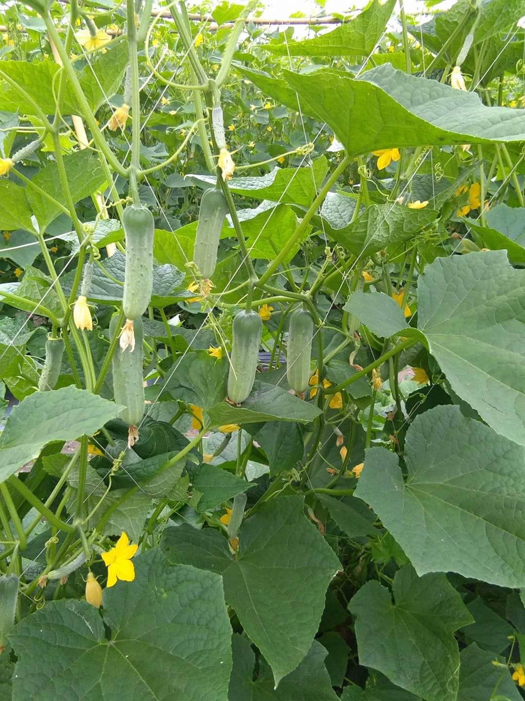 ตาข่ายปลูกแตง ตาข่ายปลูกไม้เลื้อย