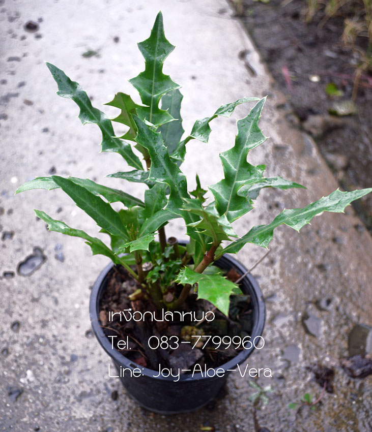 เหงือกปลาหมอ (ดอกขาว)