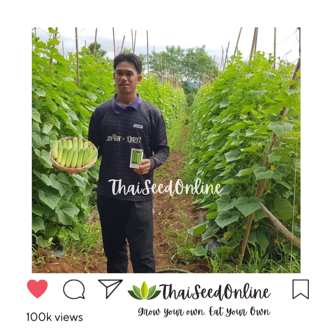 Seed Line(ซีดไลน์) SLCOM กป 100กรัม เมล็ดพันธุ์ แตงกวาโนเบล ตราซีดไลน์ NOBEL Cucumber แตงกวาโนเบลสตาร์