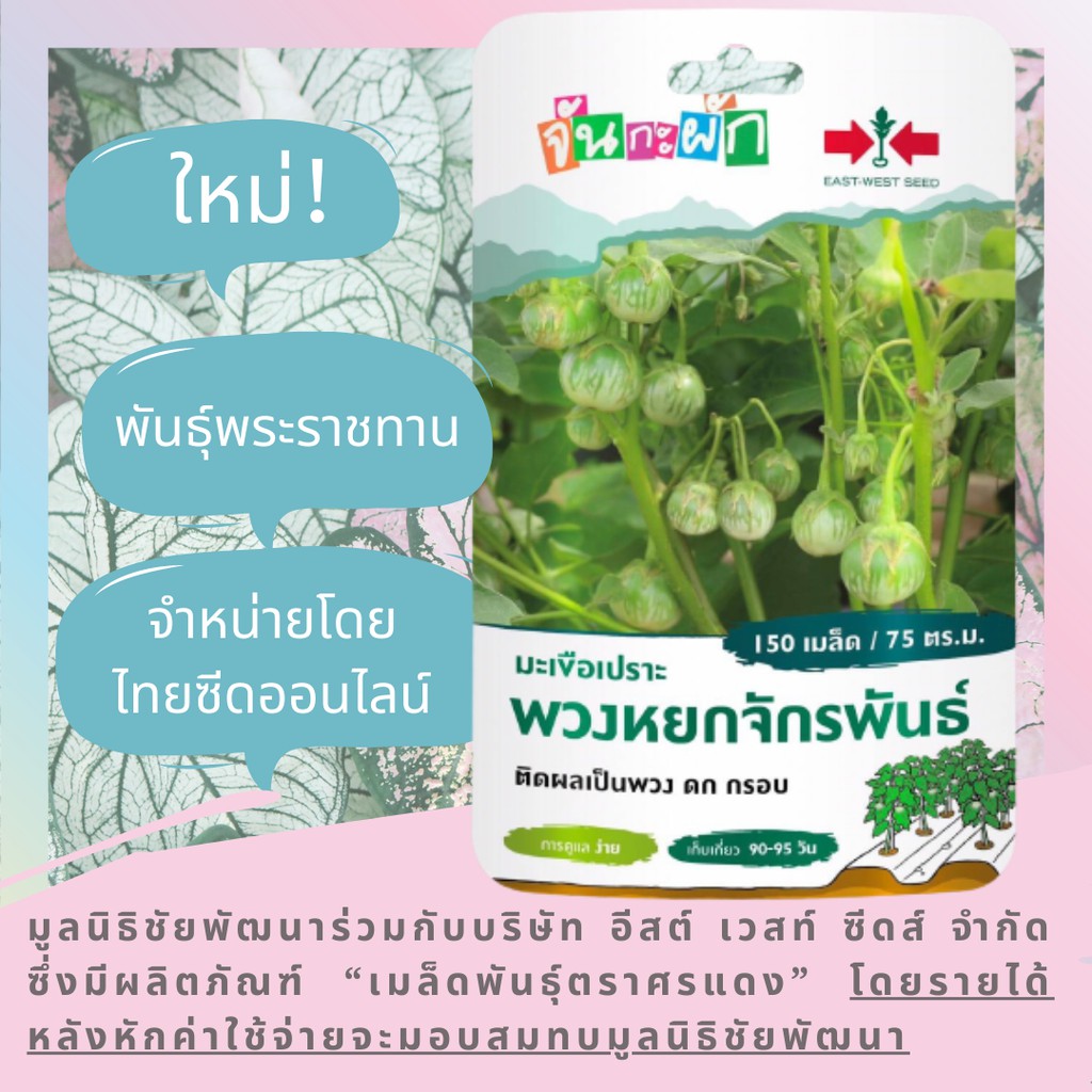 GGEW มะเขือเปราะพวงหยกจักรพันธุ์ 150เมล็ด ตราศรแดง เมล็ดพันธุ์พระราชทาน จันกะผัก Eggplant