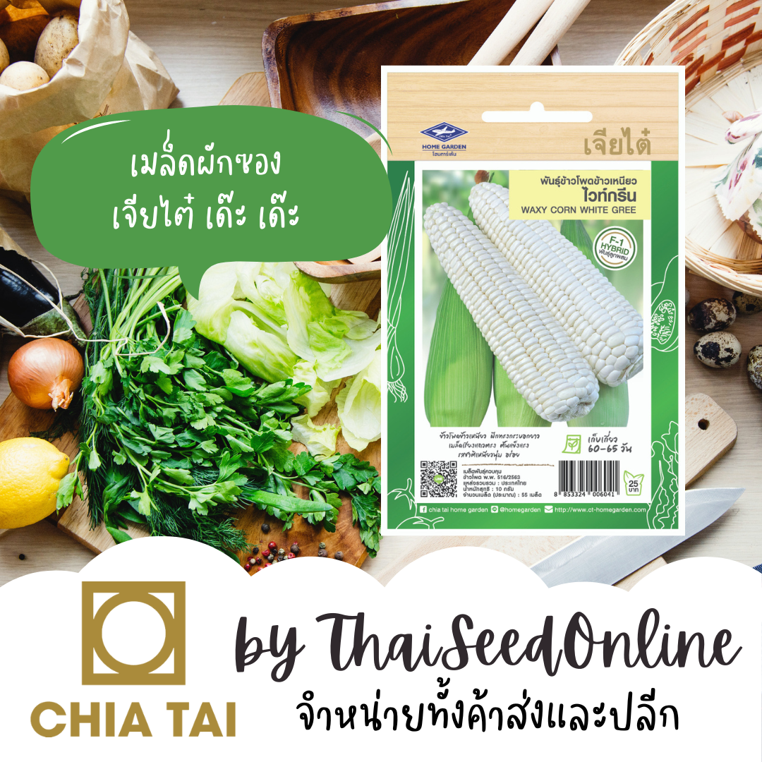 CTF1 เมล็ดพันธุ์ ข้าวโพดข้าวเหนียวสีขาว ไวท์กรีน ตราเจียไต๋ Waxy Corn
