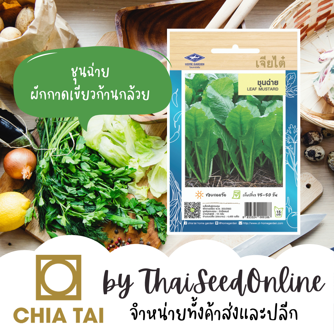 CTOP เมล็ดพันธุ์ ชุนช่าย 2900 เมล็ด (เขียวปลีก้านกล้วย เขียวปลีต้นใหญ่) ตราเจียไต๋ Chinese Mustard