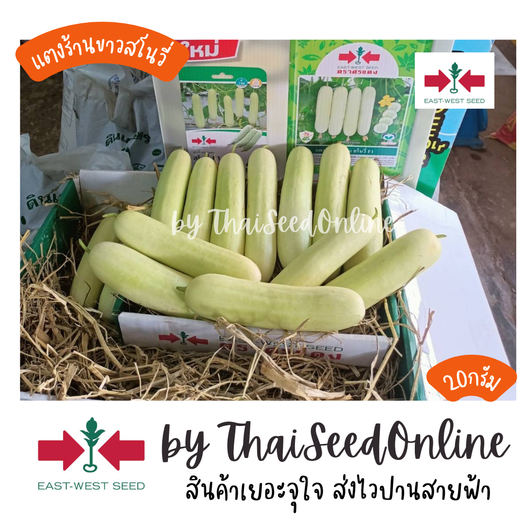 ตราศรแดง EWCOM เมล็ดพันธุ์ แตงร้านสีขาว สโนวี่ 20กรัม ตราศรแดง แตงร้านขาว แตงขาว Cucumber