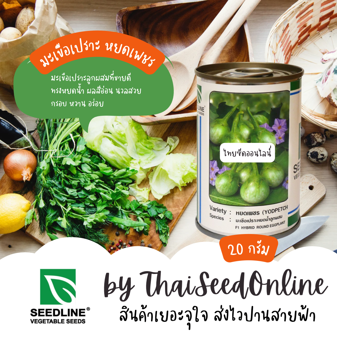 กป 20 กรัม หยดเพชร มะเขือเปราะหยดน้ำลูกผสม ตราซีดไลน์ Round Eggplant Yodpetch