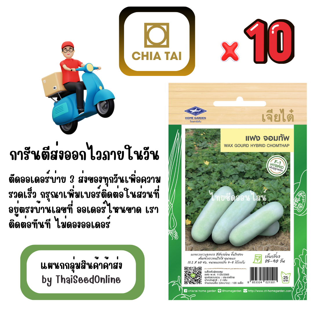 CTF1 x 10 เมล็ดผักซองเจียไต๋ แฟง จอมทัพ (ลูกผสม) สินค้ายกแพ็ค