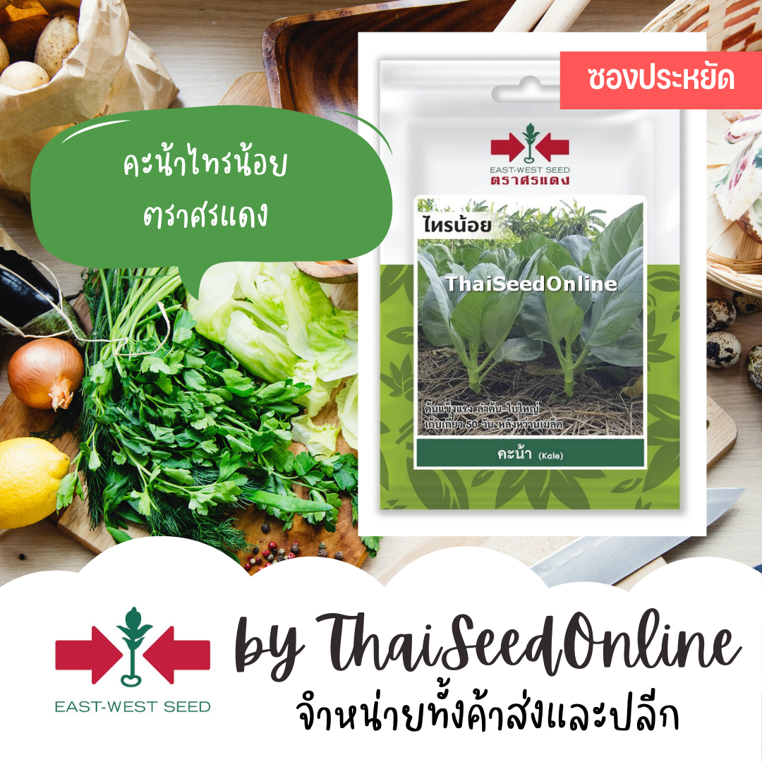 ศรแดง VP3 ซฟ เมล็ดพันธุ์ คะน้ายอด ไทรน้อย 1700เมล็ด ตราศรแดง Chinese Kale