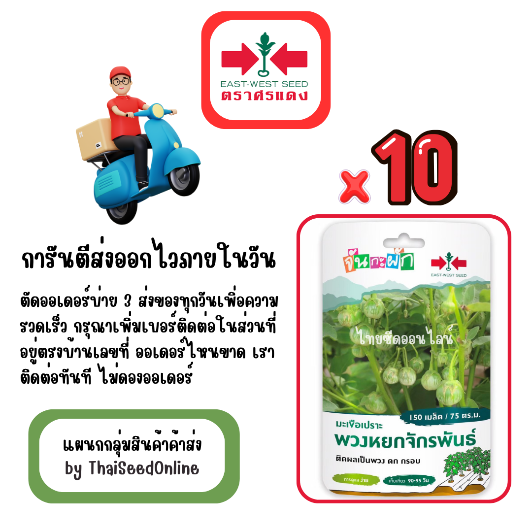 GG x 10 เมล็ดผักซองศรแดง พวงหยกจักรพันธุ์ มะเขือเปราะ สินค้ายกแพ็ค