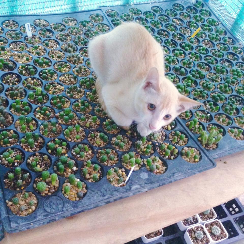 ถาดเพาะหลุม ถาดเพาะชำ ถาดเพาะกล้าสีดำ