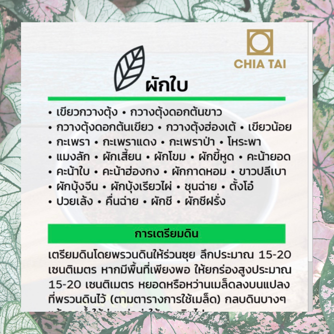 เมล็ดพันธุ์ กวางตุ้งฮ่องเต้ 11900 เมล็ด ซองจัมโบ้ เพิ่มปริมาณมากกว่า 3 เท่า!ตราเจียไต๋ Hong Tae Pak Choy