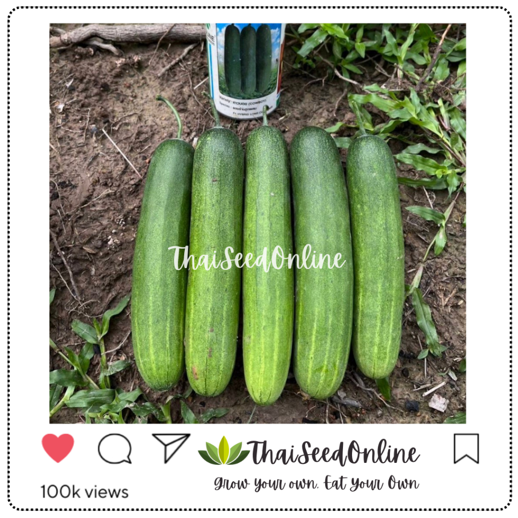 Seed Line(ซีดไลน์) ซอง10กรัม เมล็ดพันธุ์ แตงร้าน คาวบอย ตราซีดไลน์ NOBEL Cucumber