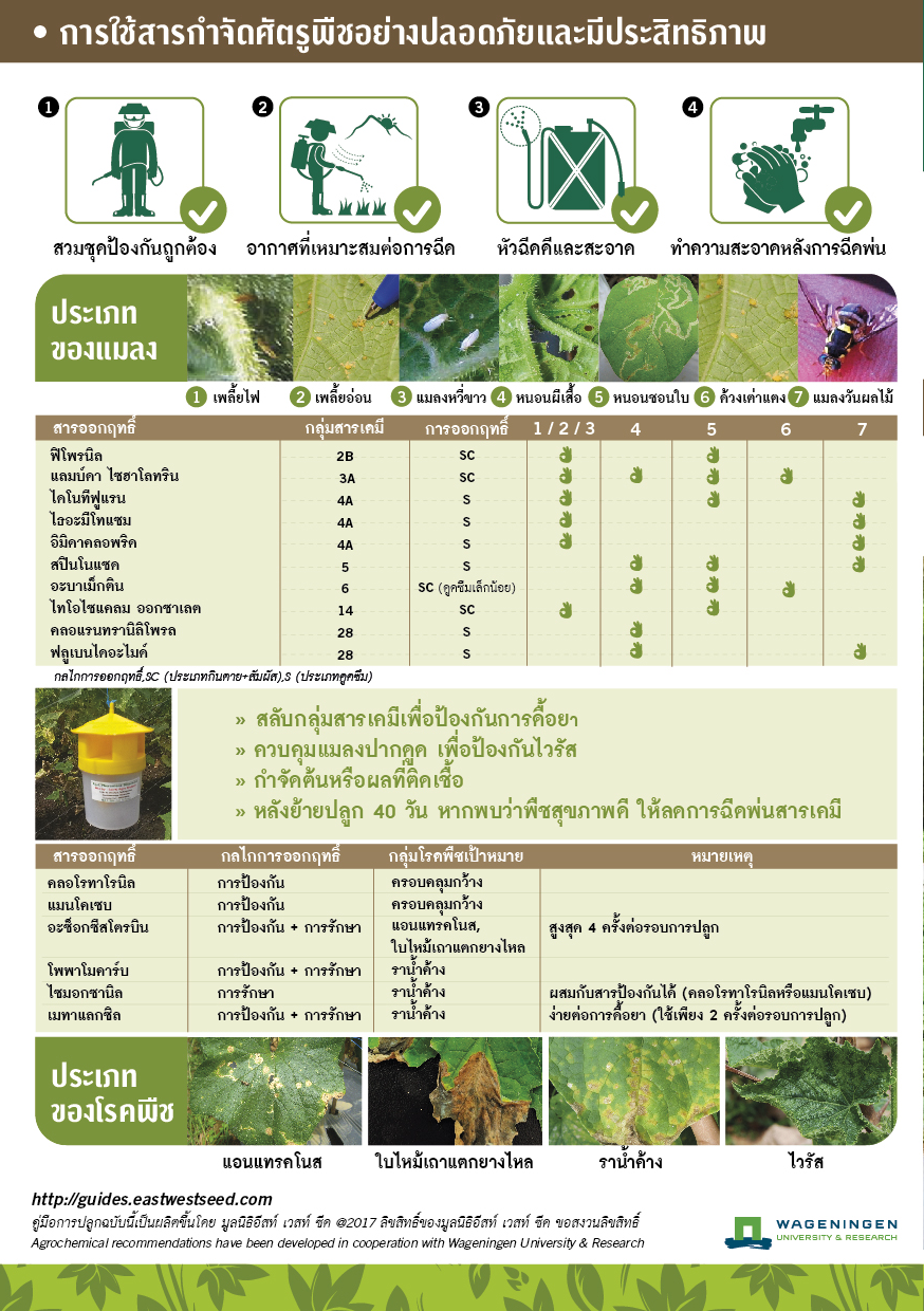 GGEW เมล็ดพันธุ์ซฟ แตงโมโกลเด้นสวีท80 35เมล็ด ตราศรแดง Watermelon