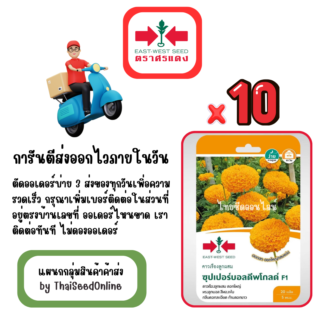 GGx10 เมล็ดผักซองศรแดง ซุปเปอร์บอล ดีพโกลด์ ดาวเรือง สินค้ายกแพ็ค