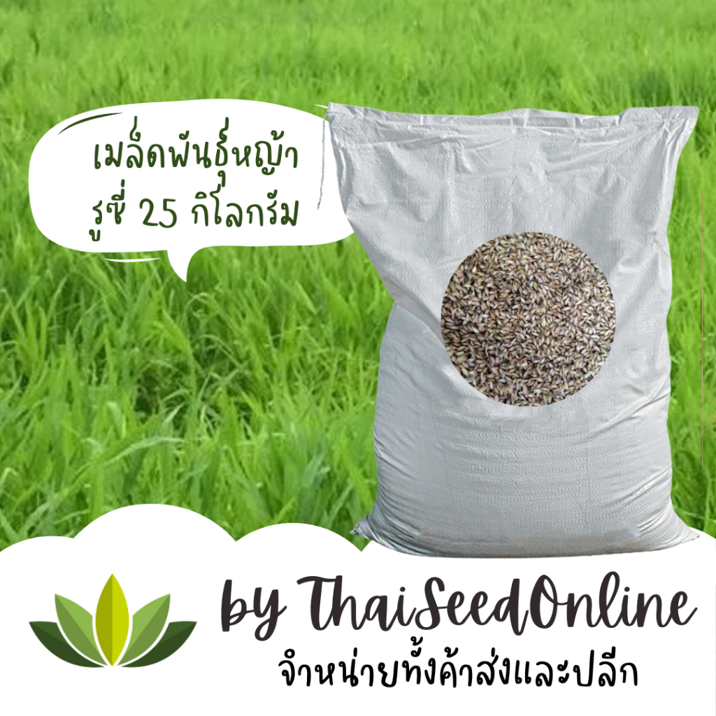 ยกกระสอบ 🔥 เมล็ดพันธุ์หญ้า หญ้ารูซี่ รูซี่ เมล็ดใหม่ 25 กก