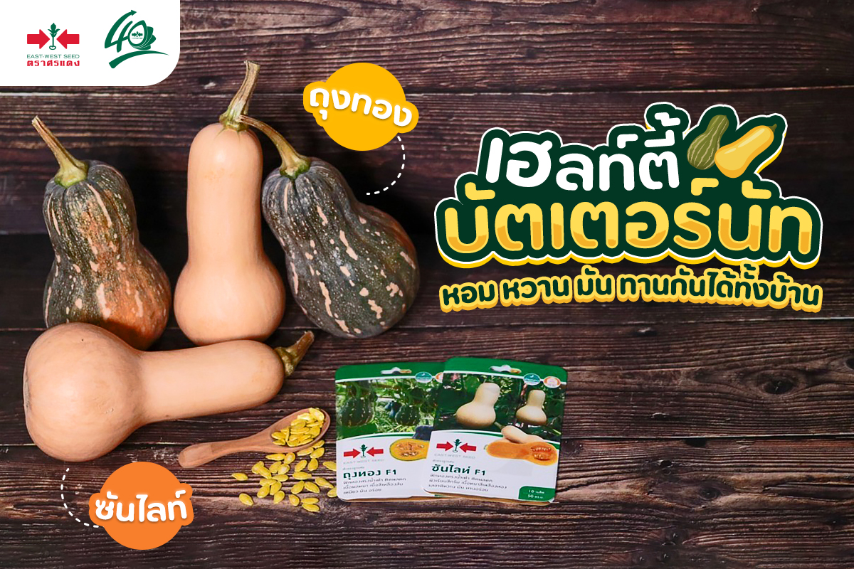 GGEW เมล็ดพันธุ์ซฟ ฟักทอง บัตเตอร์นัท ซันไลท์ 10 เมล็ด ตราศรแดง
