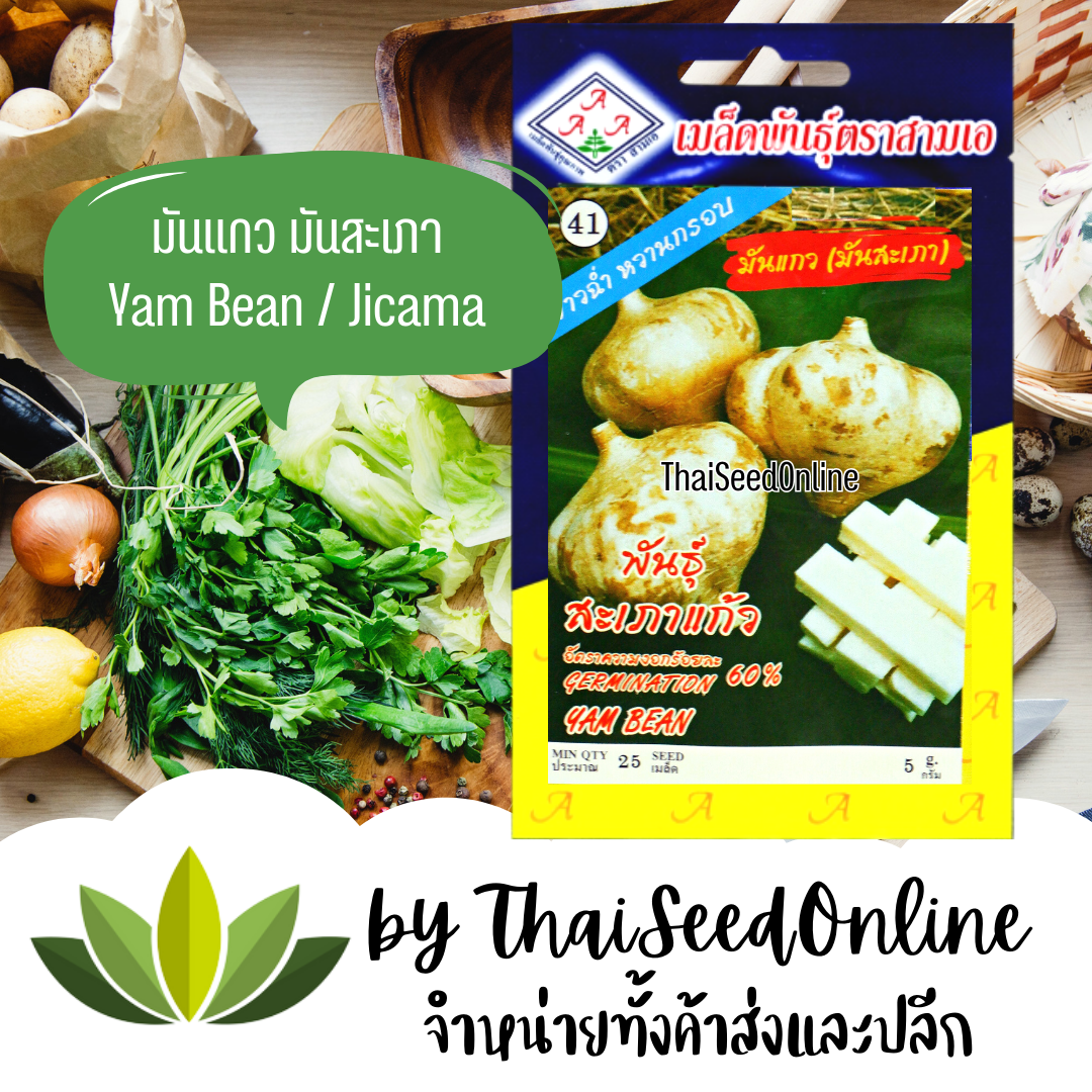 333(ตองสาม) 3A เมล็ดพันธุ์ มันแกว มันสะเภา ตราสามเอ (AAA）