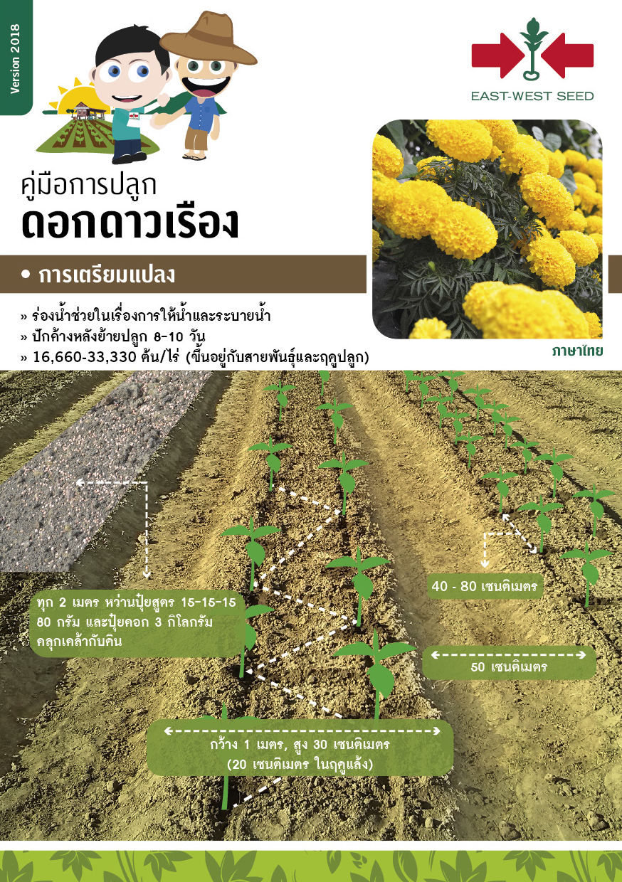 GGEW เมล็ดพันธุ์ ดาวเรืองฝรั่งเศส เพอร์เฟค มิกซ์ 50 เมล็ด ตราศรแดง เมล็ดดอกไม้ ดาวเรือง
