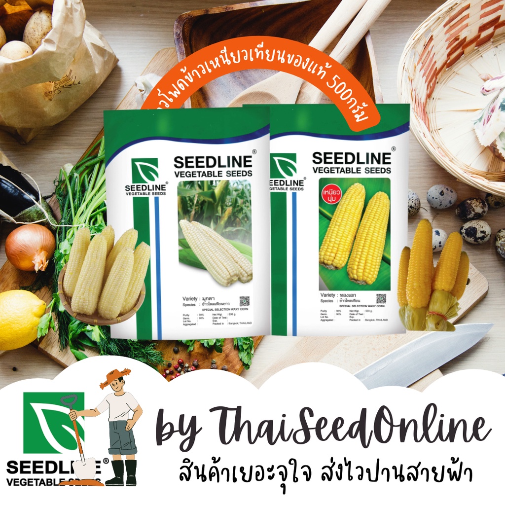 500กรัม เมล็ดพันธุ์ ข้าวโพดเทียนดั้งเดิม ของแท้ ซะรอย สรอย ตราซีดไลน์ Waxy Corn Small Type