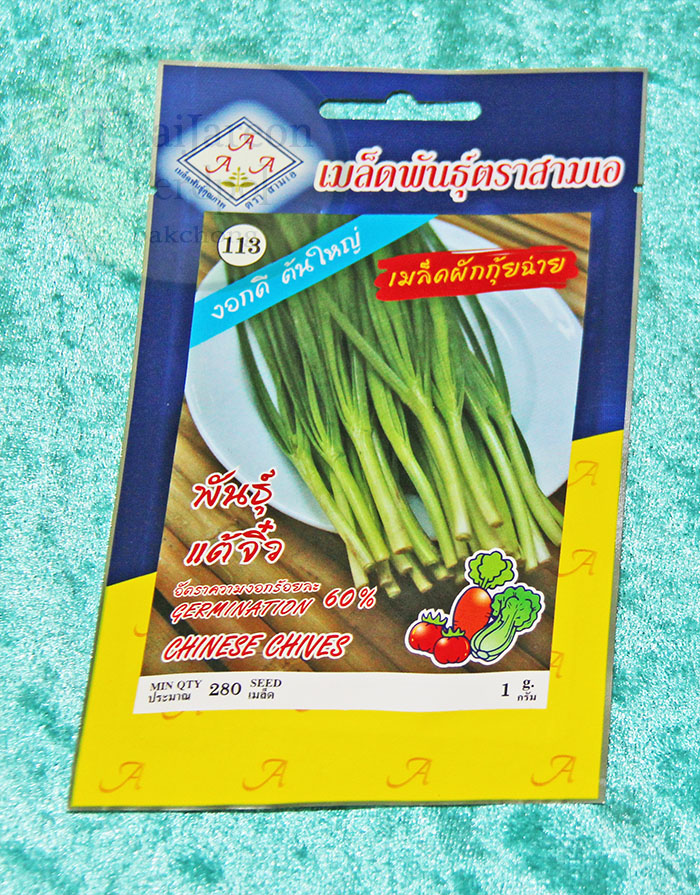 เมล็ดผักกุ้ยช่าย กุยช่าย Chinese chives งอกดีต้นใหญ่ พันธุ์แต้จิ๋ว
