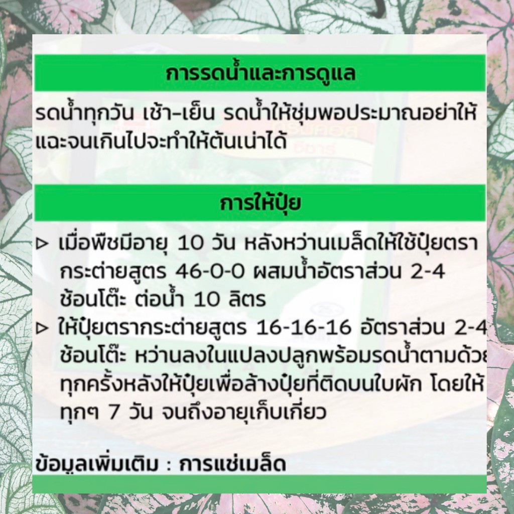 GGEW พริกขึ้หนู ปู่เมธ 150เมล็ด ตราศรแดง พริกช่อ เม็ดเล็ก เมล็ดพันธุ์พระราชทาน จันกะผัก Bunch Chilli