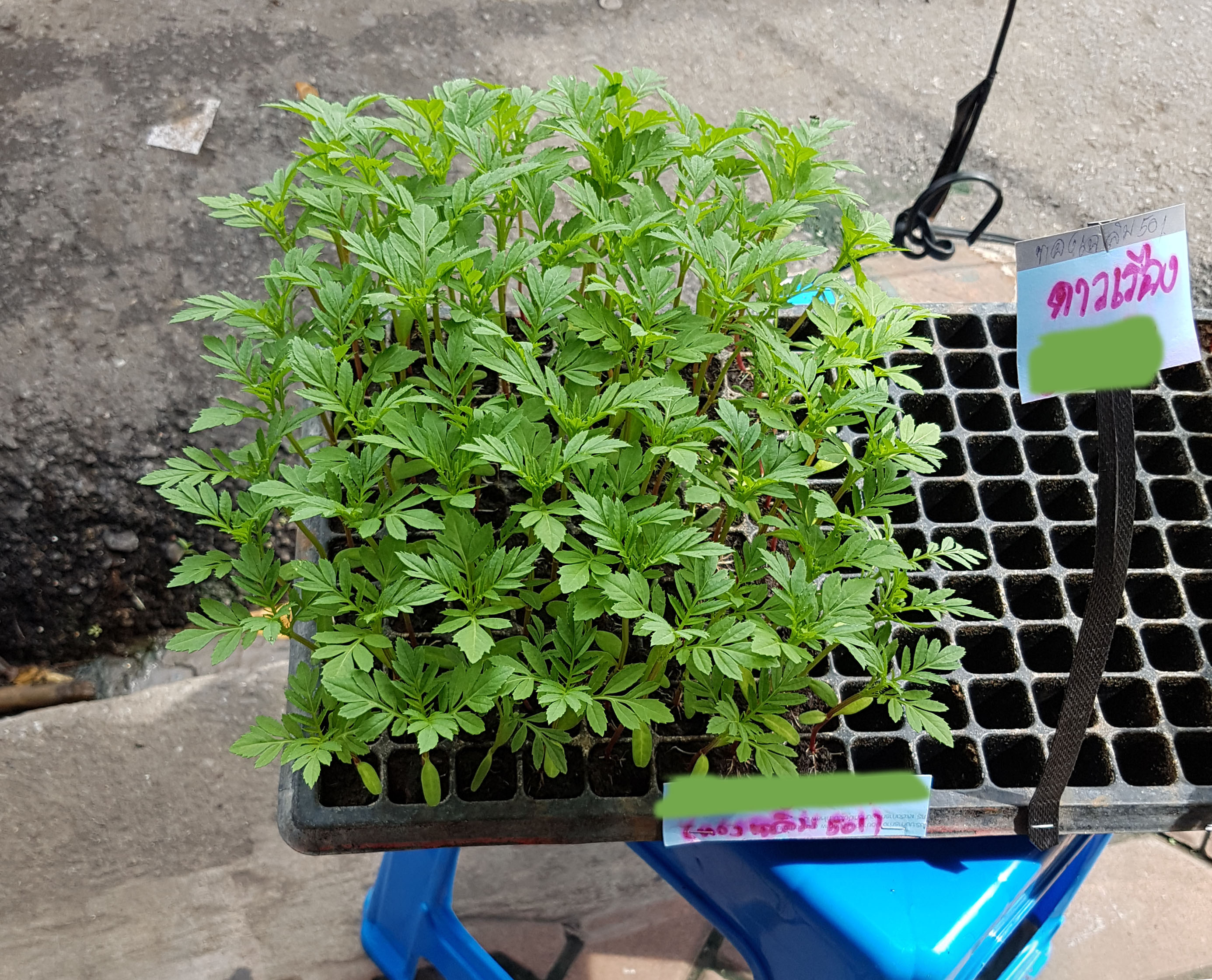 ถาดเพาะหลุม ถาดเพาะชำ ถาดเพาะกล้าสีดำ