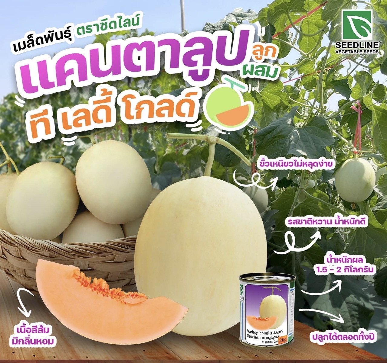Seed Line(ซีดไลน์) SLCOM เมล็ดพันธุ์ แคนตาลูป ทีเลดี้โกลด์ 20กรัม ตราซีดไลน์ Cantaloupe T-Lady Gold
