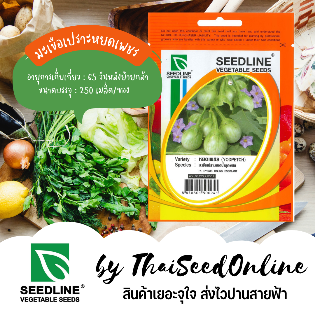 SL เมล็ดพันธุ์ซองเล็ก มะเขือเปราะหยดน้ำลูกผสม หยดเพชร ตราซีดไลน์ Round Eggplant Yodpetch