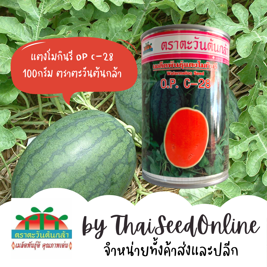 ADV Exp. 6/69 กป 100กรัม เมล็ดพันธุ์ แตงโมกินรี OP C-28 ตราตะวันต้นกล้า Watermelon
