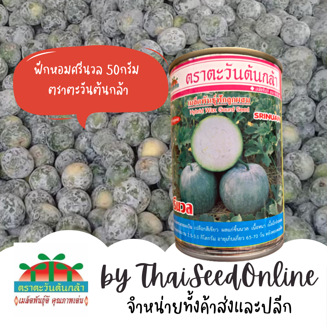 ADV กป 50กรัม Exp.1/2027 เมล็ดพันธุ์ ฟักหอมลูกผสม ศรีนวล ตราตะวันต้นกล้า