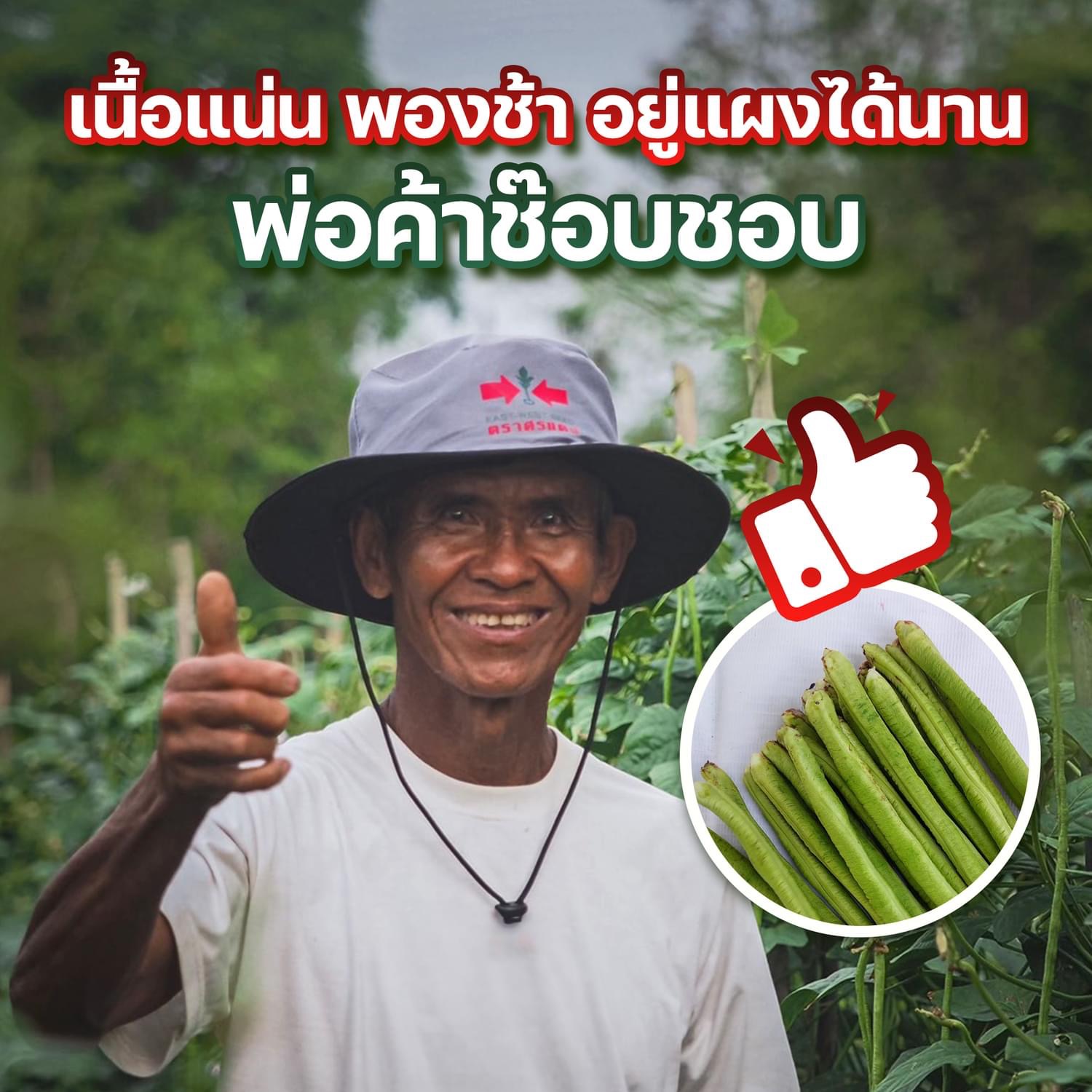 Sorndang(ศรแดง) EWCOM ถั่วฝักยาว ปรับปรุงใหม่ จากศรแดง ‼️ เขียวดกพลัส 500 กรัม Yard Long Bean