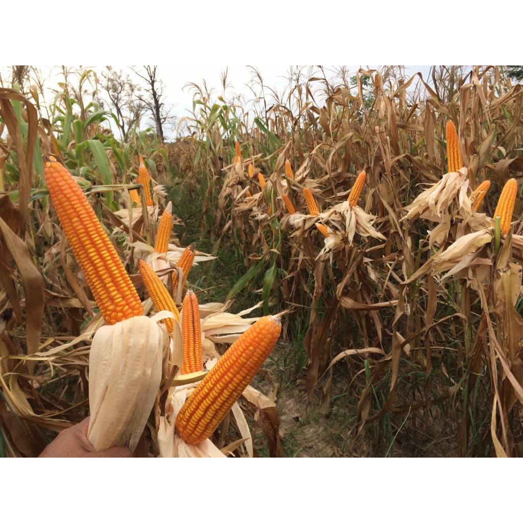 Advance Seeds(ตราตะวันต้นกล้า) เมล็ดพันธุ์ข้าวโพดเลี้ยงสัตว์ ข้าวโพดลูกผสม ลิเบอร์ตี้ 777 ถุง 1 กิโลกรัม