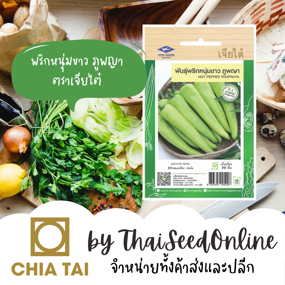 CTF1 เมล็ดพันธุ์ พริกหนุ่มขาวภูพญา ตราเจียไต๋ Hot Pepper Phupraya