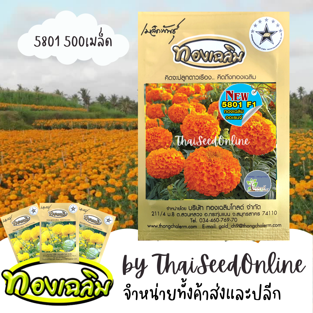 TC500S 🎊ใหม่ล่าสุด 🎊 เมล็ดพันธุ์ ดาวเรืองทองเฉลิม 5801 สีส้มจัด 500 เมล็ด
