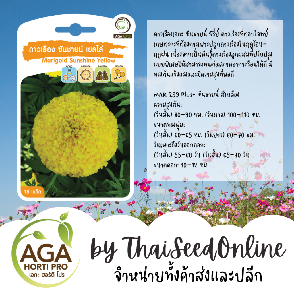 AGA Agro(เอกะ อะโกร) AGAPREMIUM ดาวเรืองซันชายน์เยลโล่ เมล็ดดาวเรือง 15เมล็ด ตราเอกะอะโกร Marigold