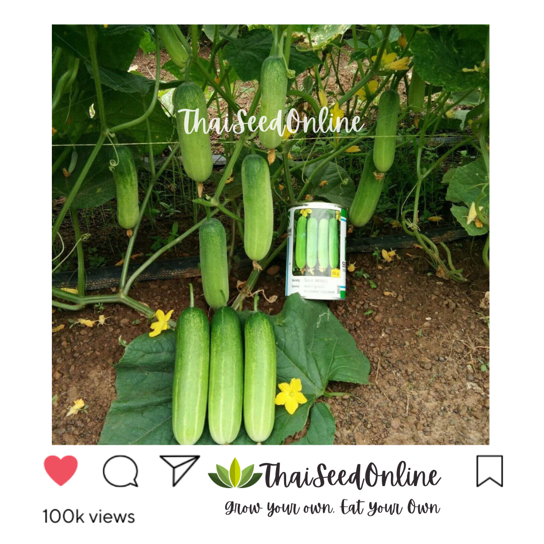 Seed Line(ซีดไลน์) SLCOM กป 100กรัม เมล็ดพันธุ์ แตงกวาโนเบล ตราซีดไลน์ NOBEL Cucumber แตงกวาโนเบลสตาร์