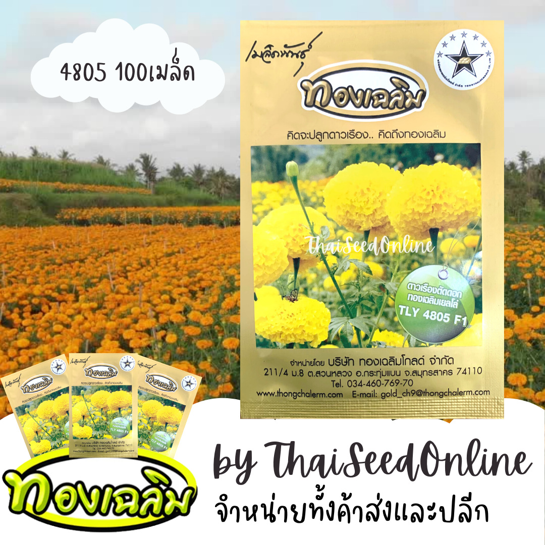 TC100S เมล็ดพันธุ์ ดาวเรืองทองเฉลิม สีเหลืองดอกคูณ 4805 100 เมล็ด Marigold Thongchalerm 4805 100Seeds