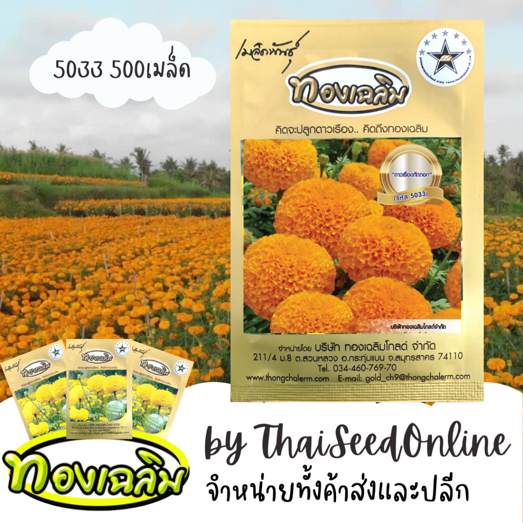 Thongchalerm(ทองเฉลิม) TC500S เมล็ดพันธุ์ ดาวเรืองตัดดอก ดาวเรืองทองเฉลิม 5033 500 เมล็ด Marigold Thongchalerm 5033 500Seeds