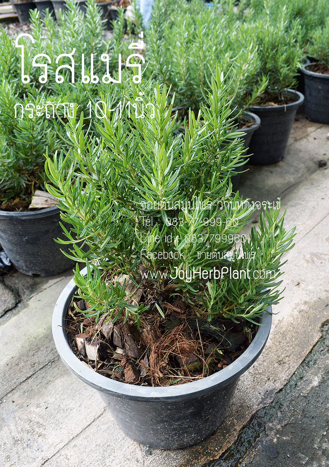ต้นโรสแมรี่ Rosemary กระถาง 10-11นิ้ว ต้นละ 500บาท