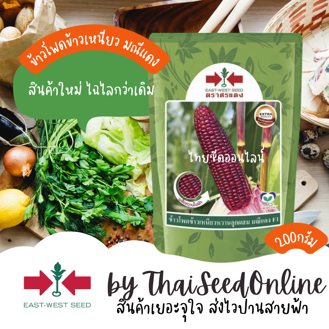 Sorndang(ศรแดง) EWCOM 200กรัม EXP. 8/2026 ใหม่ เมล็ดพันธุ์ข้าวโพดข้าวเหนียวหวานสีม่วงล้วน มณีแดง 200 กรัม ตราศรแดง