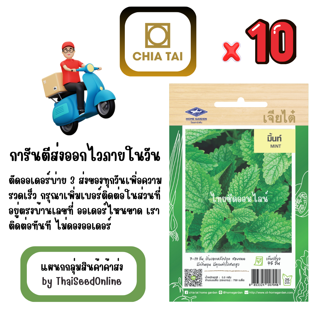 CTF1 x 10 เมล็ดผักซองเจียไต๋ มินต์ สินค้ายกแพ็ค