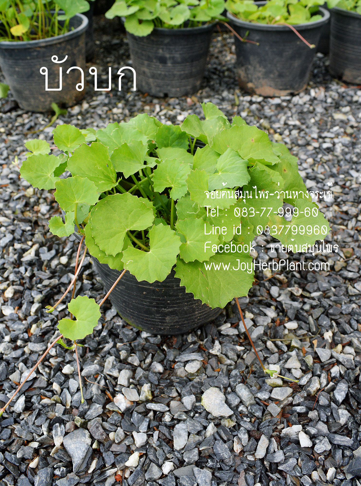 บัวบก ชุด 10 กระถาง/ถุงดำ