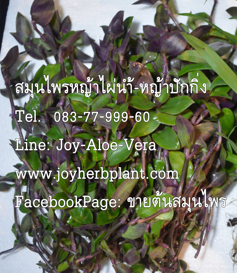 หญ้าไผ่น้ำ