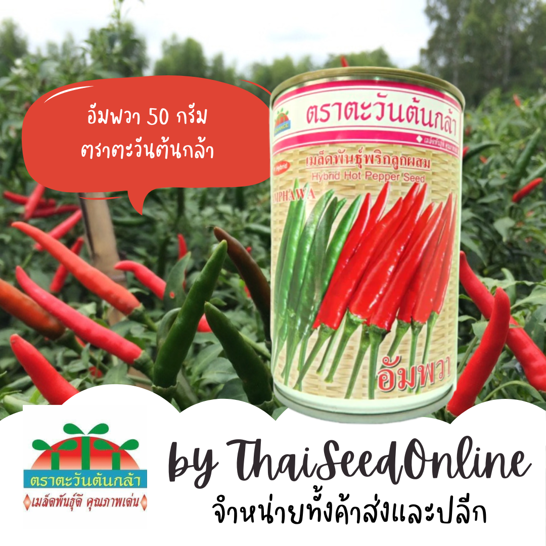 ADV กป 50 กรัม เมล็ดพันธุ์ พริกขี้หนู อัมพวา พริกอัมวา ตราตะวันต้นกล้า