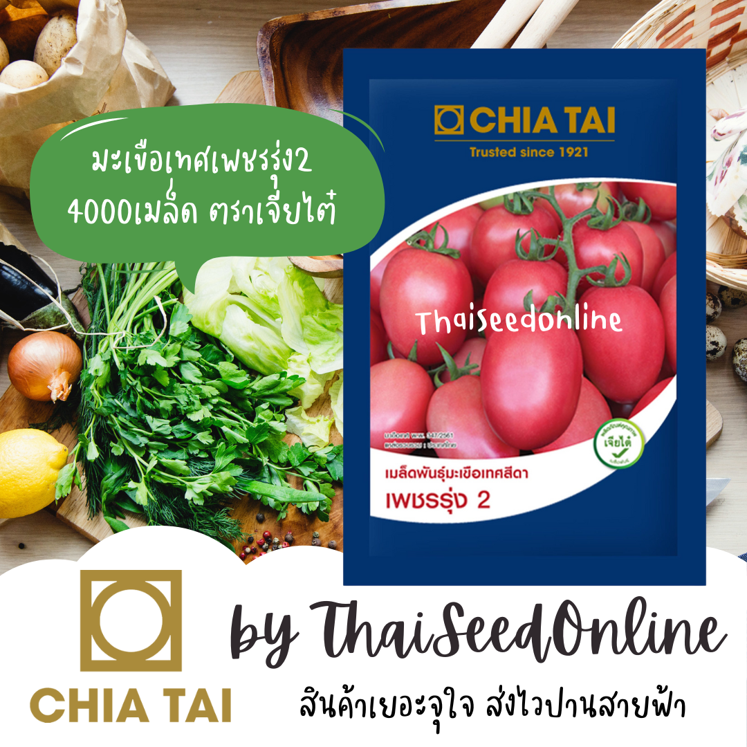 CTCOM มะเขือเทศสีดาลูกผสม ซองใหญ่ 4000 เมล็ด หมดอายุ 11/2569 เพชรรุ่ง2 ตราเจียไต๋ เพชรรุ่ง มะเขือสีดา Tomato Tomato