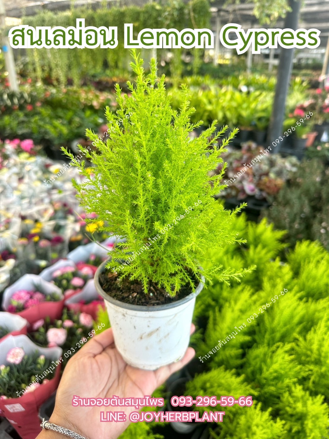 สนเลม่อน Lemon Cypress พุ่ม 20 ซม.